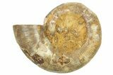 Jurassic Cut & Polished Ammonite Fossil (Half) - Madagascar #223245-1